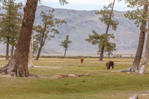 istock Typical landscapes of Mongolia. mountain slopes and valleys. Altai, Mongolia 1220210573