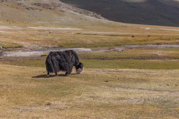 istock Yak pastures of Mongolia. High in the mountains. 1220210660