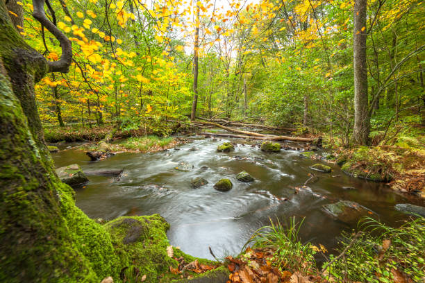 istock landscape with forest and a river in front. beautiful scenery, selective focus, long exposure 1220210670
