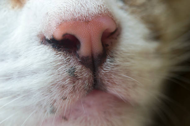 istock cat's mouth and nose 1220210720
