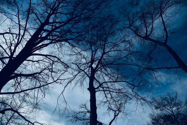 silhouette bare tree branches with blue sky background - bare tree winter plants travel locations imagens e fotografias de stock