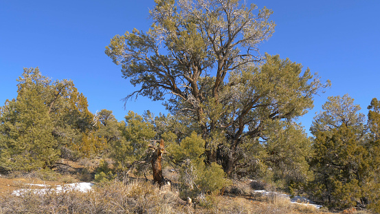 Beautiful Inyo National Forest in the Sierra Nevada