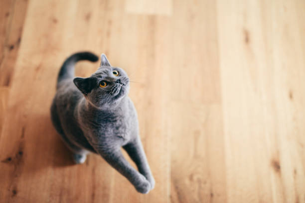 Cute British cat playing and having fun on the floor at home Cute British cat playing and having fun on the floor. Ready to jump and hunt. British shorthair breed british shorthair cat photos stock pictures, royalty-free photos & images