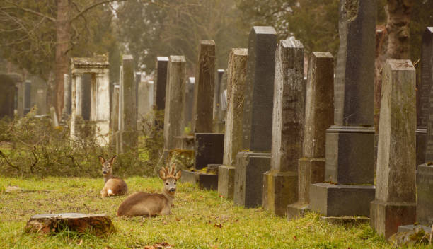 istock View of deer in cemetery 1220213012