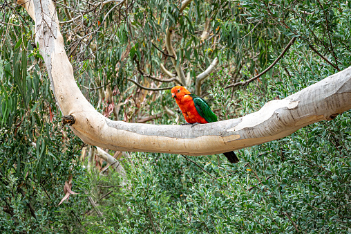 Male Australian King Parrot, Alisterus scapularis, perched on a tree branch, Kennett River, Victoria, Australia