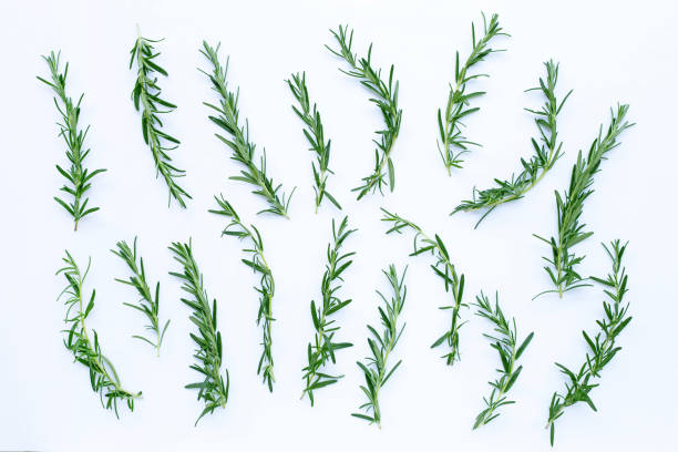 istock Rosemary isolated on white background. 1220213741