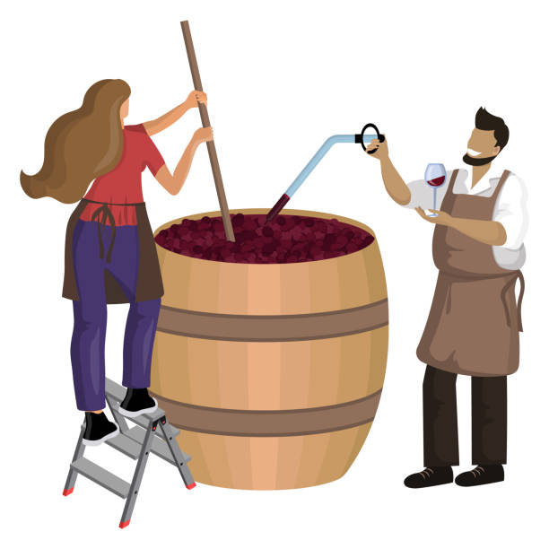 Male winemaker checks wine during fermentation process and female winemaker mixes and shakes grape pulp in large wooden vat Male winemaker checks wine during fermentation process and female winemaker mixes and shakes grape pulp. Winemaking: maceration, fermentation, pigeage, remontage. Vector illustration. Isolated object mixing vat stock illustrations