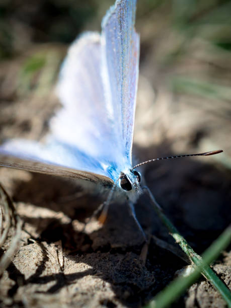 istock Male western tailed-blue butterfly resting on the ground with blurred background. 1220214650