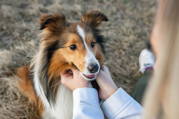 Spending A Nice Sunny Day With A Family Spending A Nice Sunny Day With A Family and our dog shetland sheepdog stock pictures, royalty-free photos & images