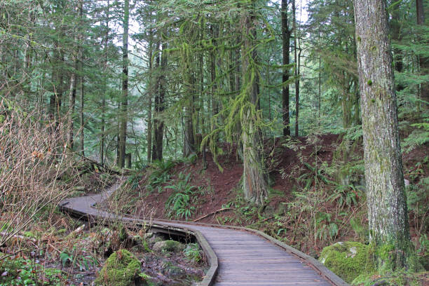 istock A trail in westcoast rainforest 1220216560