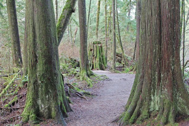 istock A trail in Oldgrowth Westcoast Rainforest 1220216563