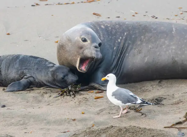 Photo of Mother Elephant Seal Yells at Sea Gull with Pup on Beach