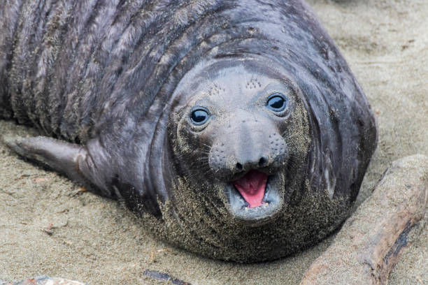 istock Elephant Seal Pup Looks at Camera in Face On Close Up 1220216566