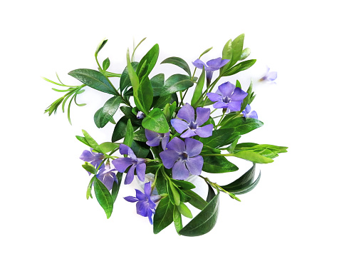 Periwinkle flower, bouquet of blue wildflowers on white background, top view with copy space
