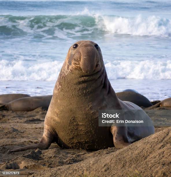 Male Northern Elephant Seal Face First On Beach At Sunrise Stock Photo - Download Image Now