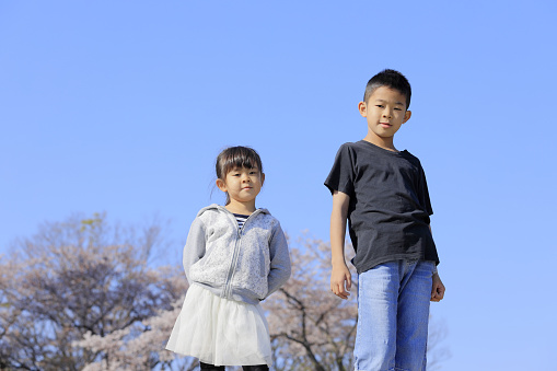 Japanese brother and sister and cherry blossoms (10 years old boy and 5 years old girl)