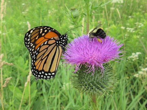 The monarch butterfly and honey bee were feeding together on a thistle blossom in a field full of wild flowers during late July.