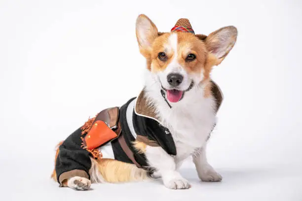 Photo of Cool welsh corgi pembroke or cardigan in sheriff or cowboy costume with straw wide brimmed hat sits on white background. Dog has holster on his belt with law enforcement officers weapon. Pets clothes