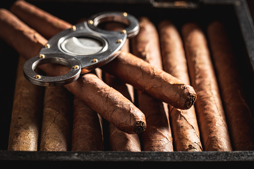 Cigars with guillotine cuts off cigars tip in humidor