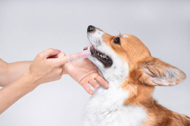 o dono ou veterinário está escovando com um pincel especial dentes de escova sedoso um cão bonito corgi galês. recomendações de saúde de veterinário - pembroke welsh corgi - fotografias e filmes do acervo