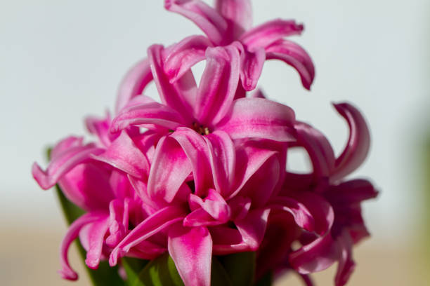 istock Hyacinthus bulbous in spring natural light 1220220917