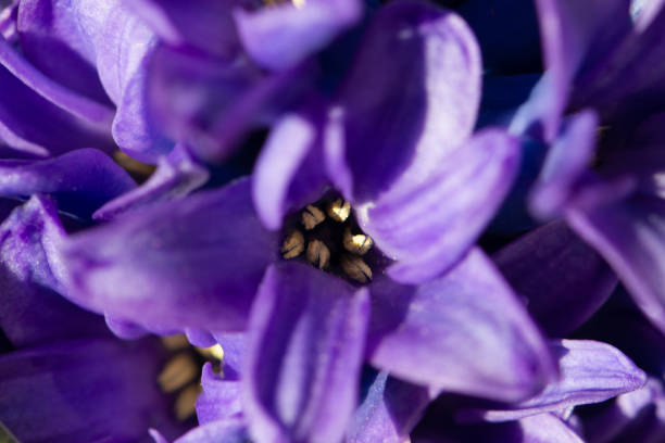 istock Hyacinthus bulbous in spring natural light 1220220959