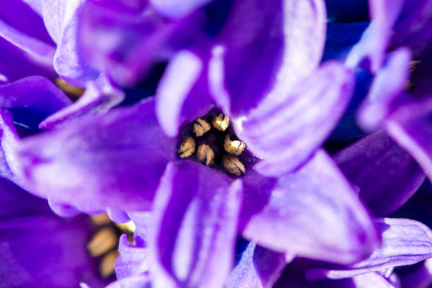 istock Hyacinthus bulbous in spring natural light 1220221363