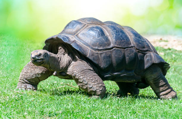 Closeup of Aldabra Tortoise on grass