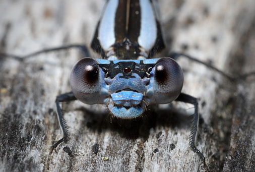 Robberfly beautifull rainbow eyes