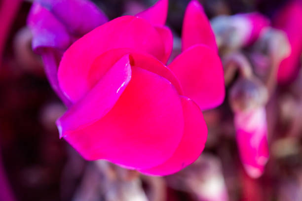 istock Pink potted Cyclamen hederifolium purpureum 1220222670