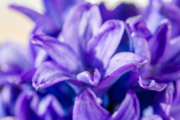istock Hyacinthus bulbous in spring natural light 1220222728