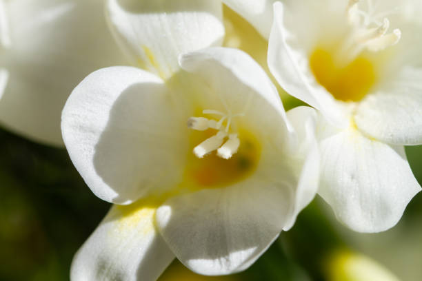 istock Freesia flowering plants in spring natural light 1220223785