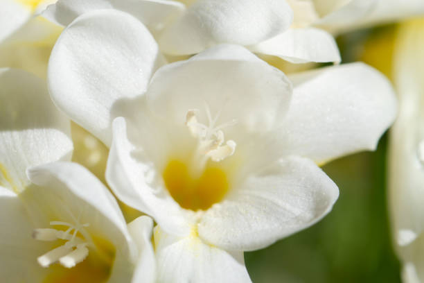 istock Freesia flowering plants in spring natural light 1220224681