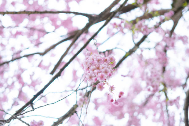 istock Close-up of cherry blossoms in full bloom 1220224714