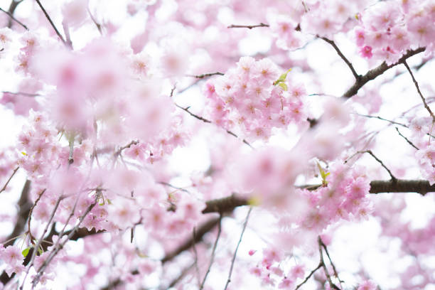 istock Close-up of cherry blossoms in full bloom 1220224733