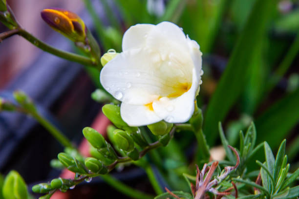 istock Freesia flowering plants in spring natural light 1220224753
