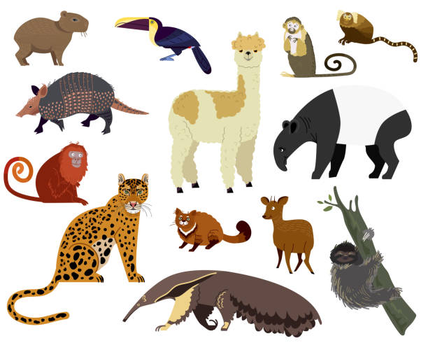 ilustraciones, imágenes clip art, dibujos animados e iconos de stock de ilustración vectorial animal sudamericana, armadillo de dibujos animados, tapir, capybara, linda alpaca salvaje o zoo juego de personajes aislados en blanco - amazonia