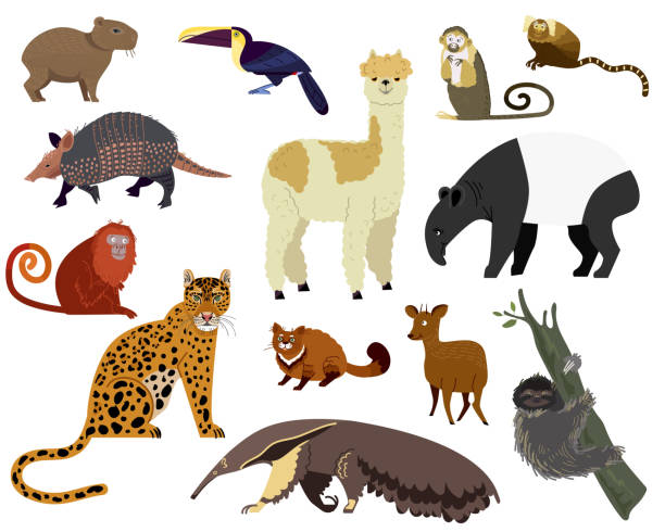 ilustrações, clipart, desenhos animados e ícones de ilustração de vetores animais sul-americanos, tatu de desenho animado, anta, capivara, bonito alpaca selvagem ou personagem zoológico definido isolado em branco - coati
