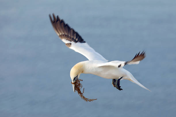 istock Flying Northern gannet (Morus bassanus) preparing for landing, with nesting material in the bill,  Helgoland island, Germany. 1220224976