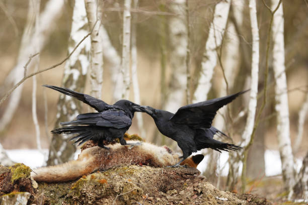 istock Pair of ravens fighting for fox prey between birch trees in spring - Corvus corax 1220225113