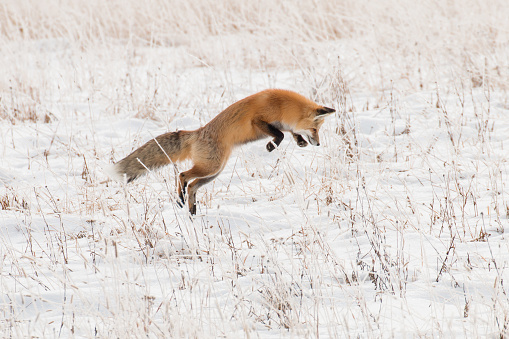 Red fox pouncing for rodents in Yellowstone National Park.