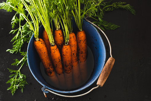 Bunch of homegrown organic carrots in a bucket.