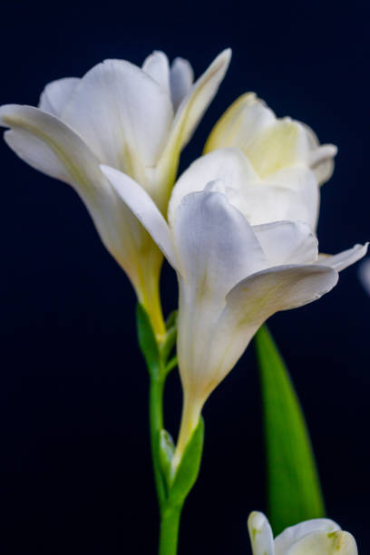 istock Freesia flowering plants in spring natural light 1220226393