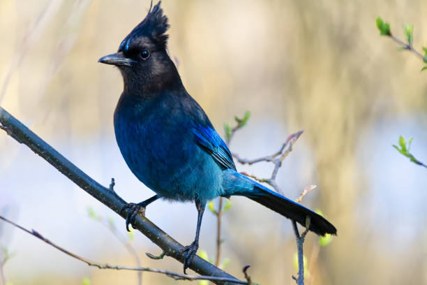 istock Steller's Jay (Cyanocitta stelleri) perched on a tree, Stanley Park, Vancouver, BC, Canada 1220226414