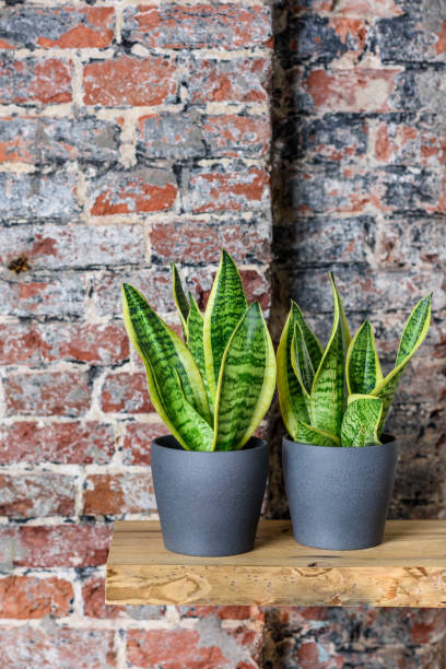 istock Brick wall background. Green plants at home interior. 1220227334