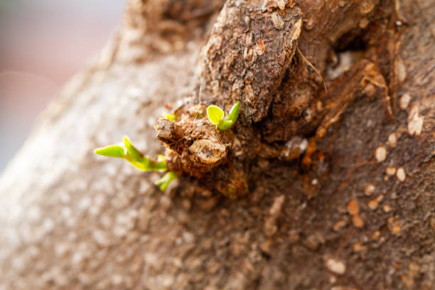 istock Small new leaves on ficus 1220227532