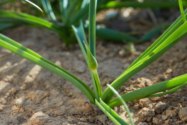 istock Buds of Allium cristophii ( Persian onion or Star of Persia ) 1220228265