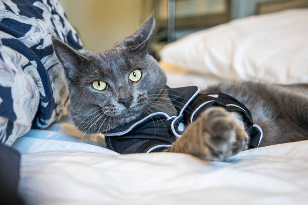 https://media.istockphoto.com/id/1220228273/photo/a-cat-wearing-black-pajamas-being-lazy-and-not-wanting-to-get-out-of-bed-on-the-weekend.jpg?s=612x612&w=0&k=20&c=tvtC9Cf7lXQMMxJv9l6BzpkPS0DaxSMvHLp5tQNTc5M=