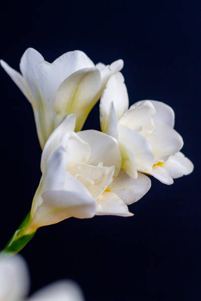 istock Freesia flowering plants in spring natural light 1220228328
