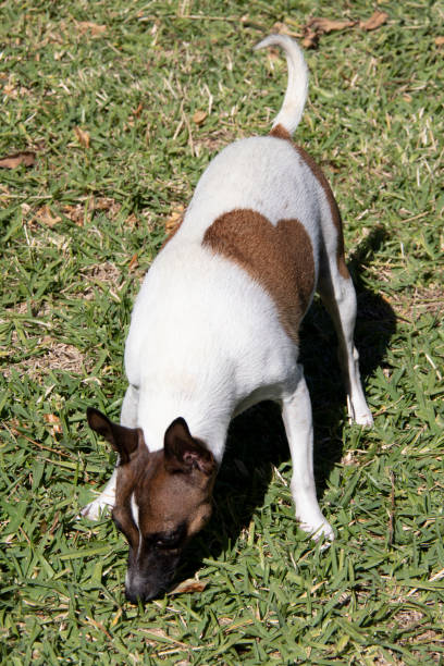 istock Rat Terrier dog exploring in Garden 1220229823